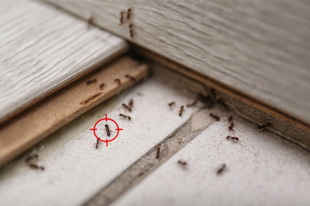 Best Pest Removal Services  in Hebron, MD
