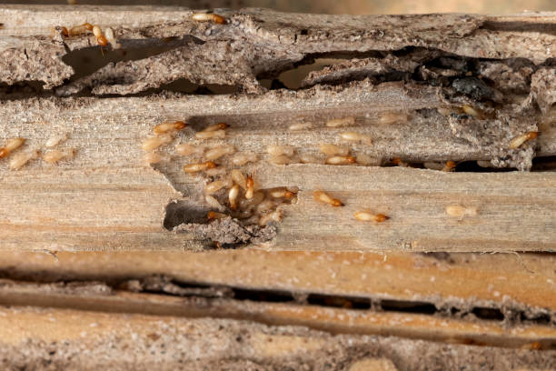 Best Wasp Removal Services  in Hebron, MD