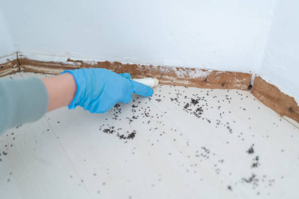 Best Best Pest Control Companies  in Hebron, MD