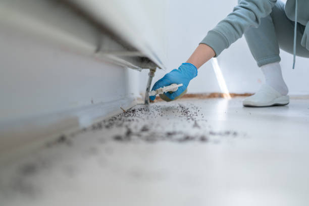 Best Wasp Removal Services  in Hebron, MD